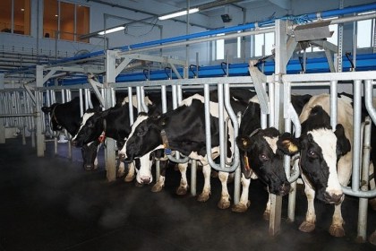 Подведены итоги ежеквартального областного соревнования за достижение высоких показателей в производстве молока в 2018 году